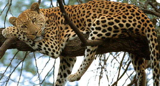 leopards in ranthambor