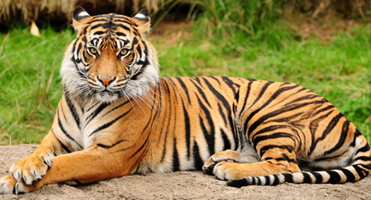 Tiger in Sariska