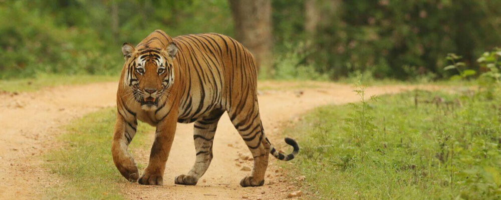 wildlife in tiger visit india 