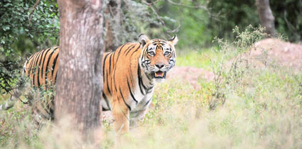 Sariska Tiger Reserve In Rajasthan Tourism and tourist guide