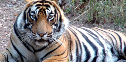 wildlife safari in Rajasthan tour and travel guide
