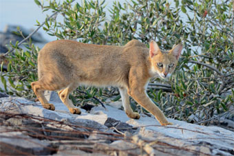 Sariaks national park Jungle Cat