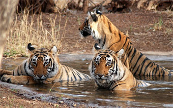 Ranthambore National Park of tiger in splendors of Rajasthan