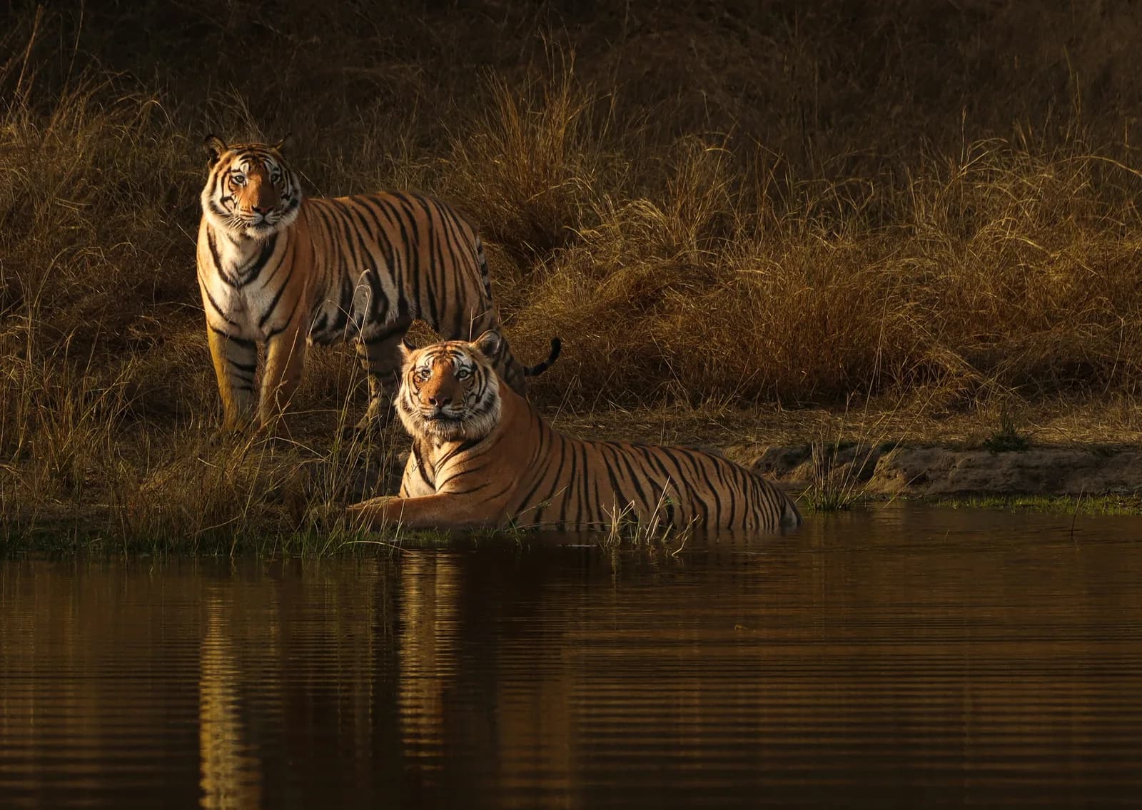 Tiger Safari