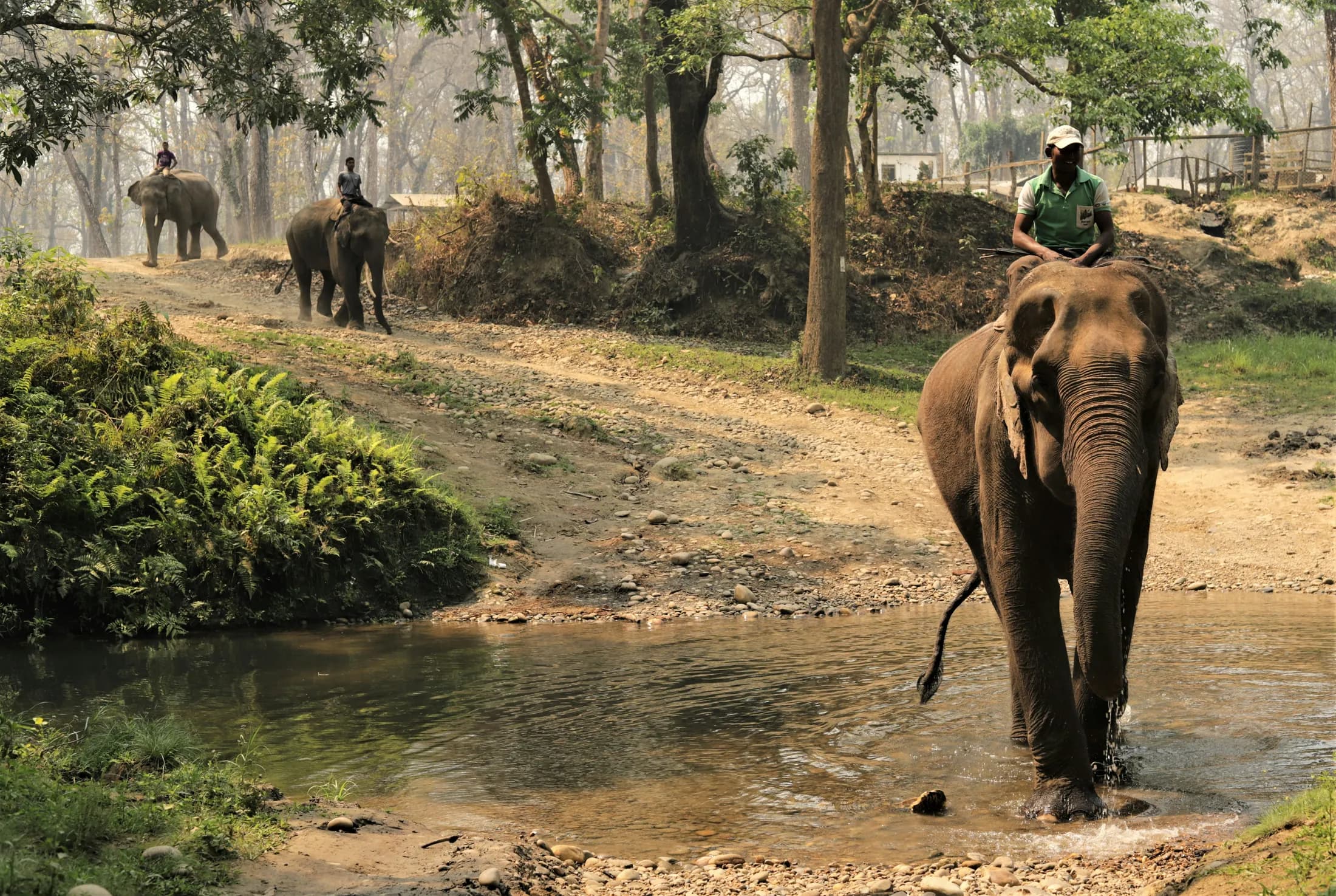 Elephants and their mahouts on a forest safari trail in Chitwan