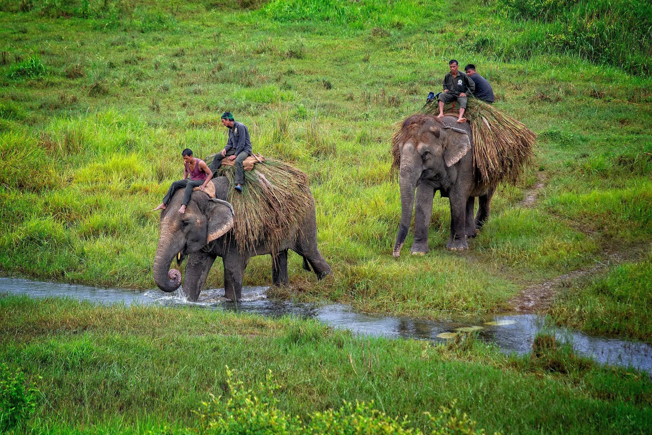 Elephants in the grassland at Chitwan National Park