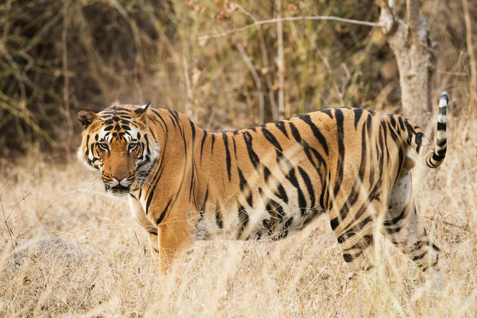 A tiger in the grasslands of Kanha National Park