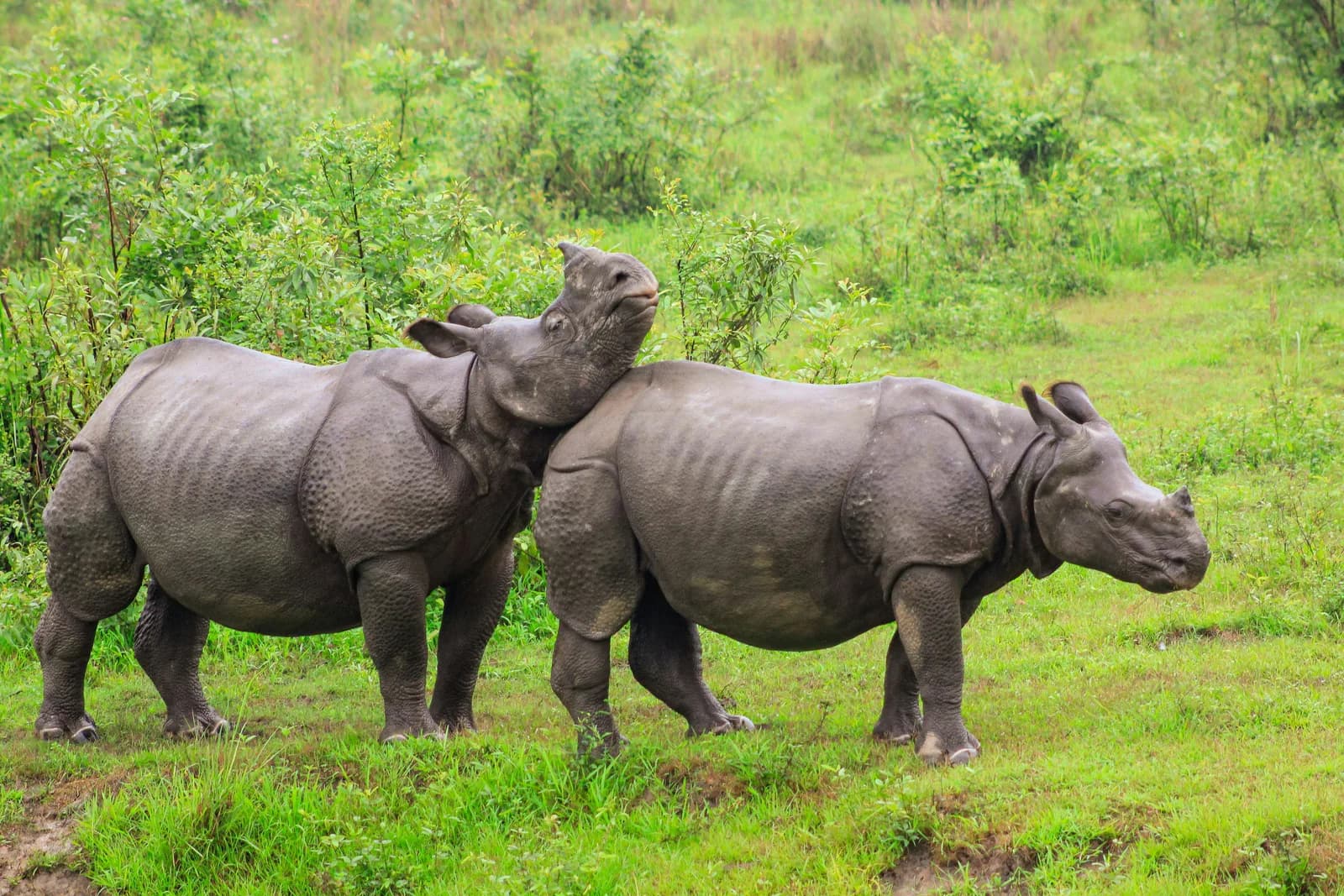 Rhino Safari
