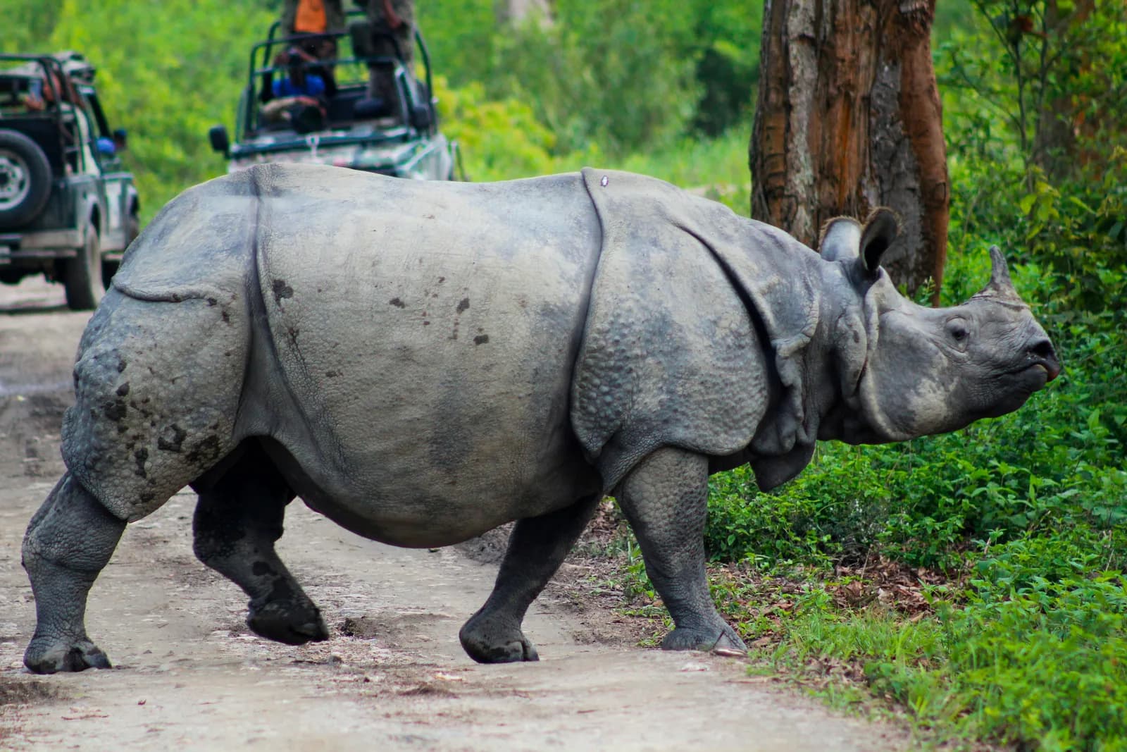 One-horned rhino and safari jeeps at Kaziranga National Park