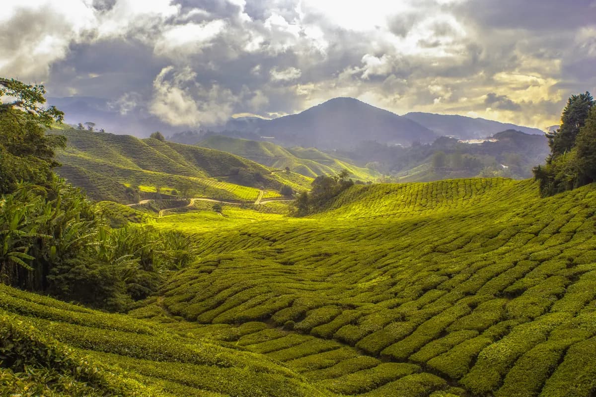 Rolling tea plantations in the mist, Munnar, Kerala