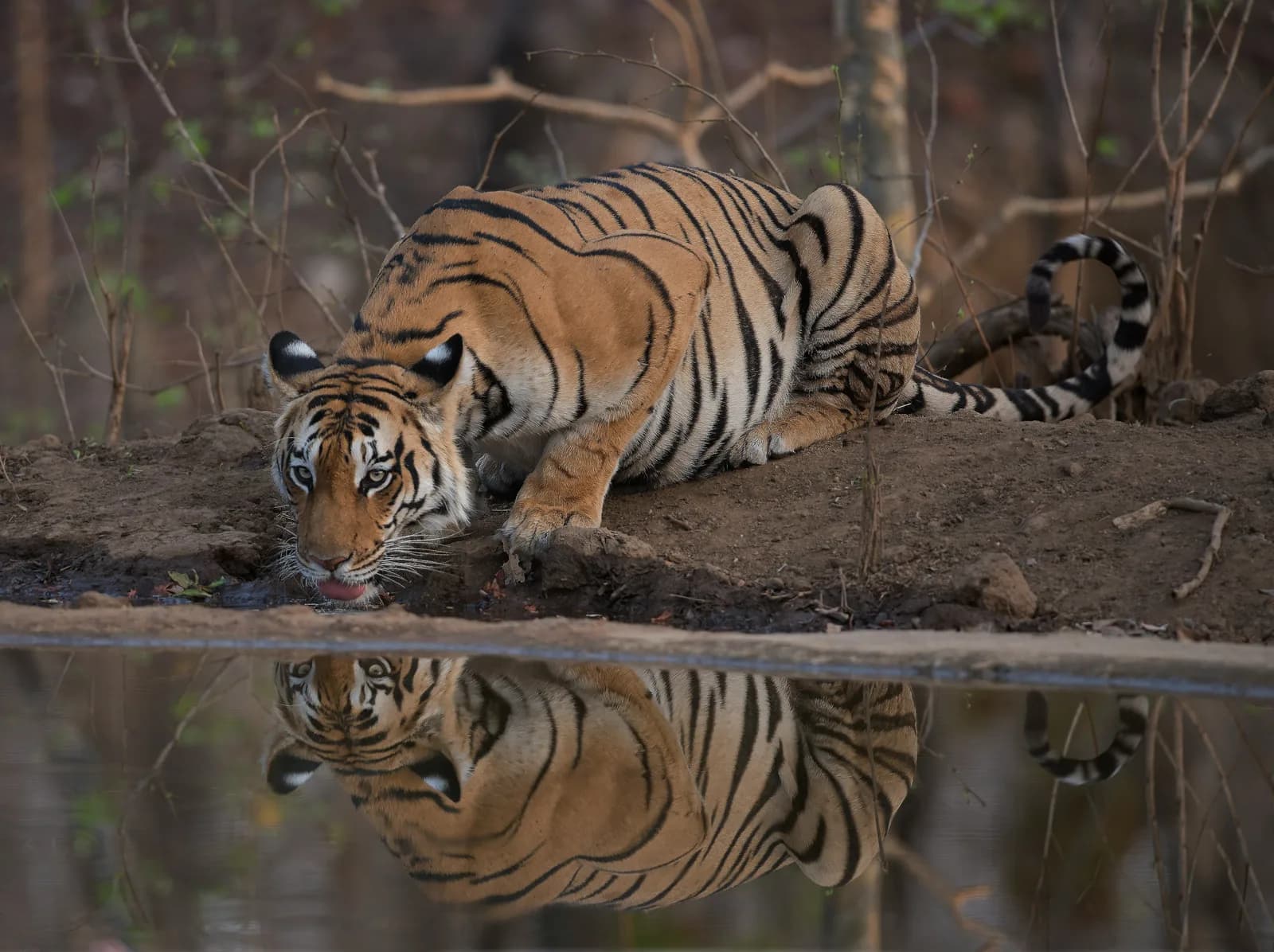A tiger at a waterhole in Pench National Park