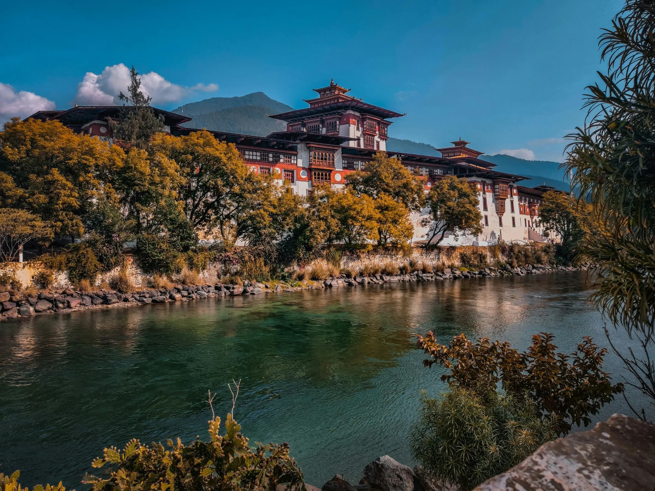 Punakha Dzong along the river, framed by golden autumn trees