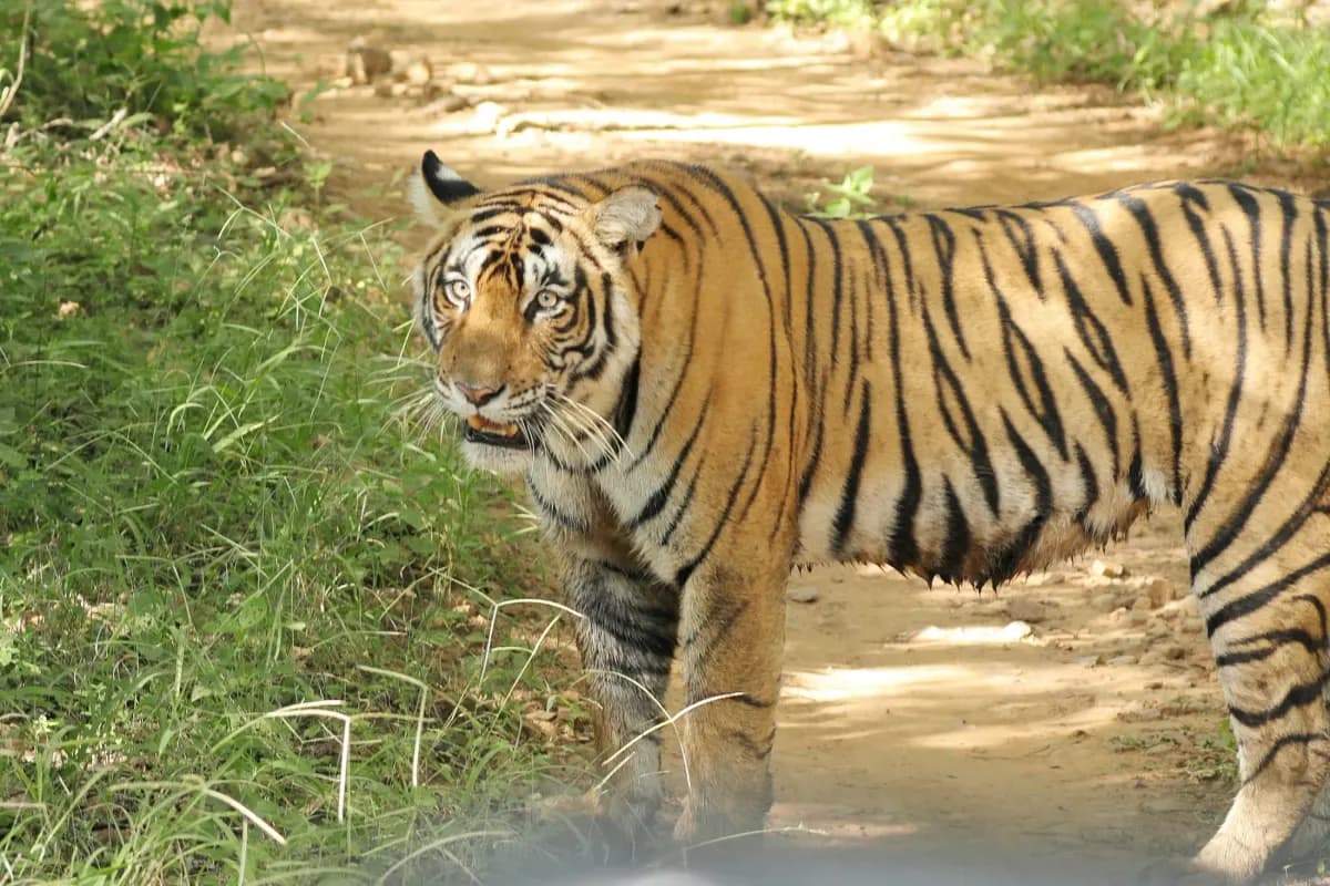 Wild tiger at Ranthambore National Park