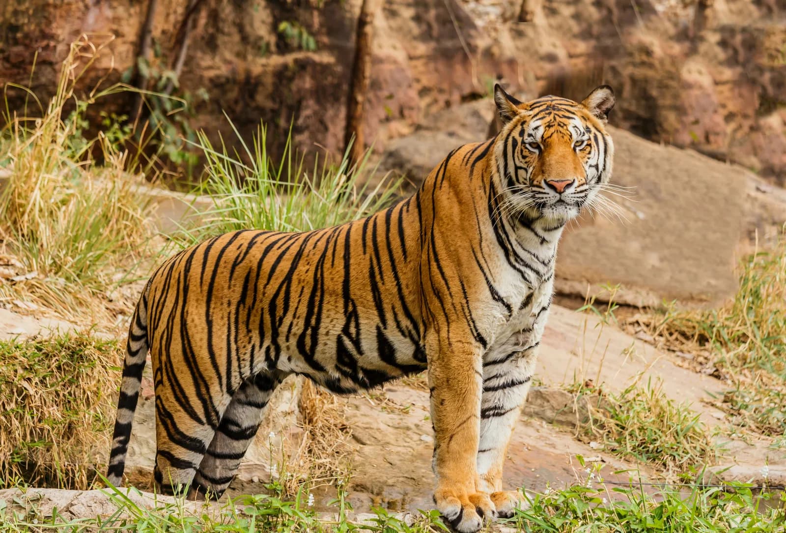 Tiger Safari