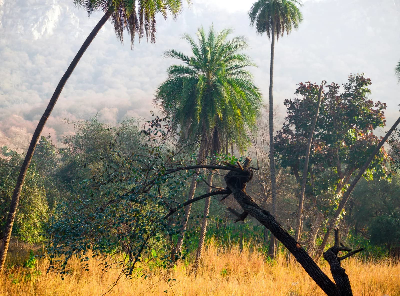 Forest landscape at Sariska Tiger Reserve