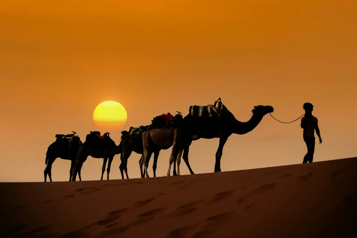 Camel caravan crossing the Thar Desert at sunset