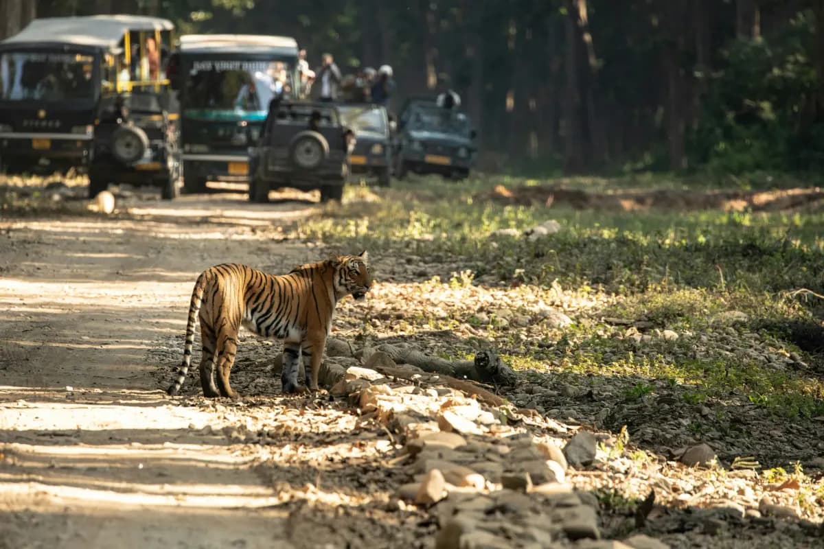 Wild tiger on a safari track at Ranthambore National Park