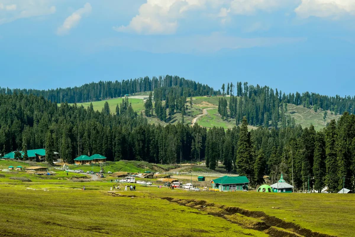 Alpine meadows and pine forest, Gulmarg, Kashmir