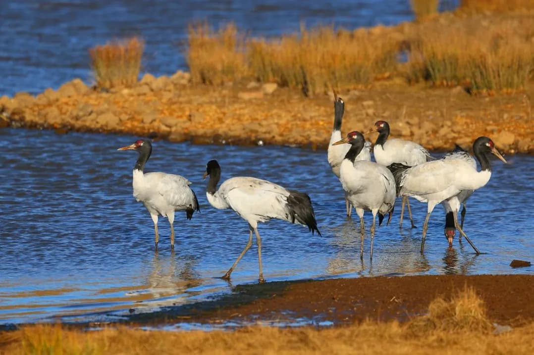 A group of black-necked cranes wading in the Phobjikha Valley wetlands