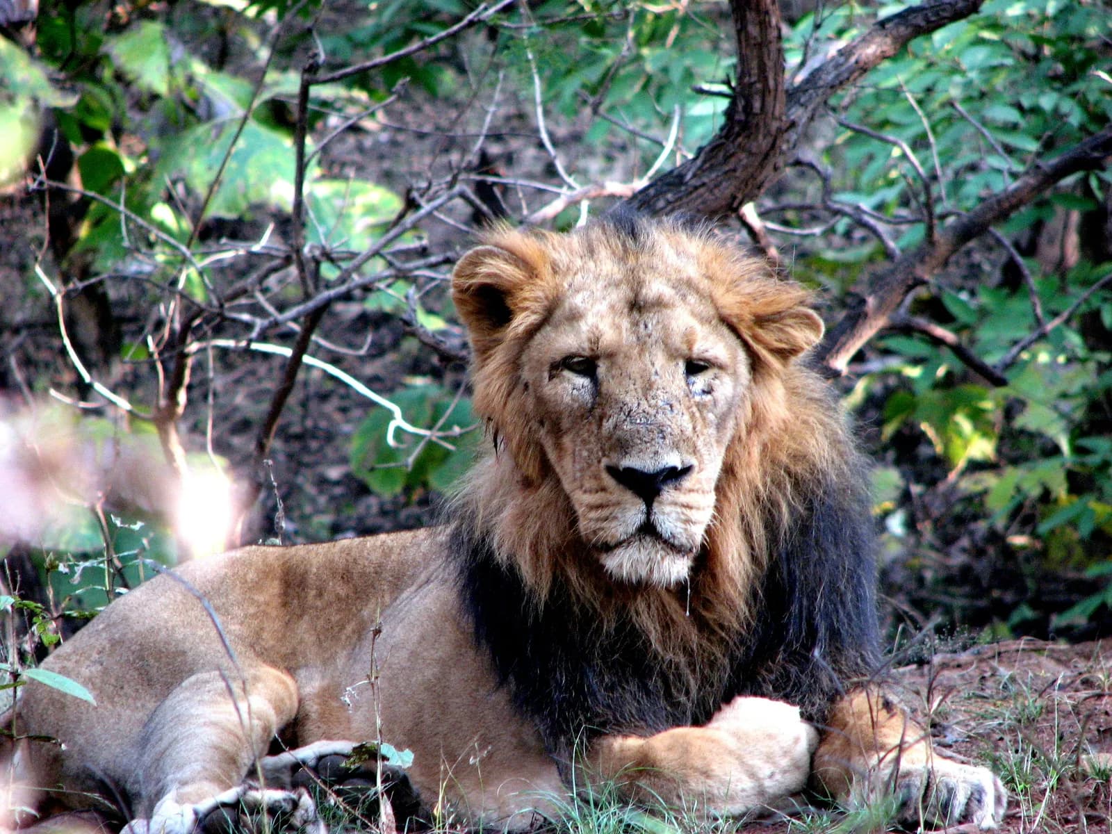 An Asiatic lion at Gir National Park, Gujarat