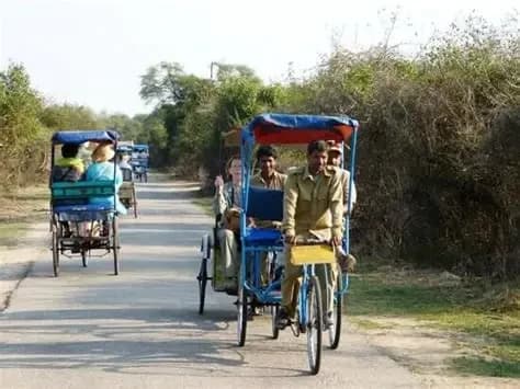 A cycle rickshaw on a dyke trail, Keoladeo National Park