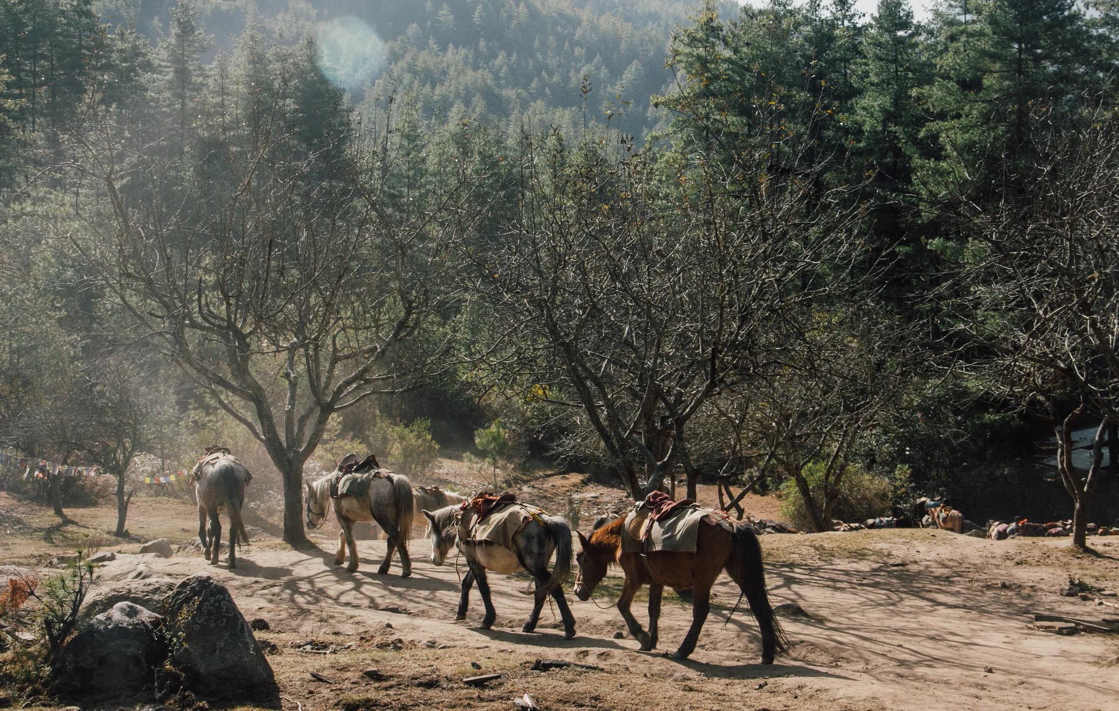 Pack horses on the forest trail up to Paro Taktsang, strung with prayer flags