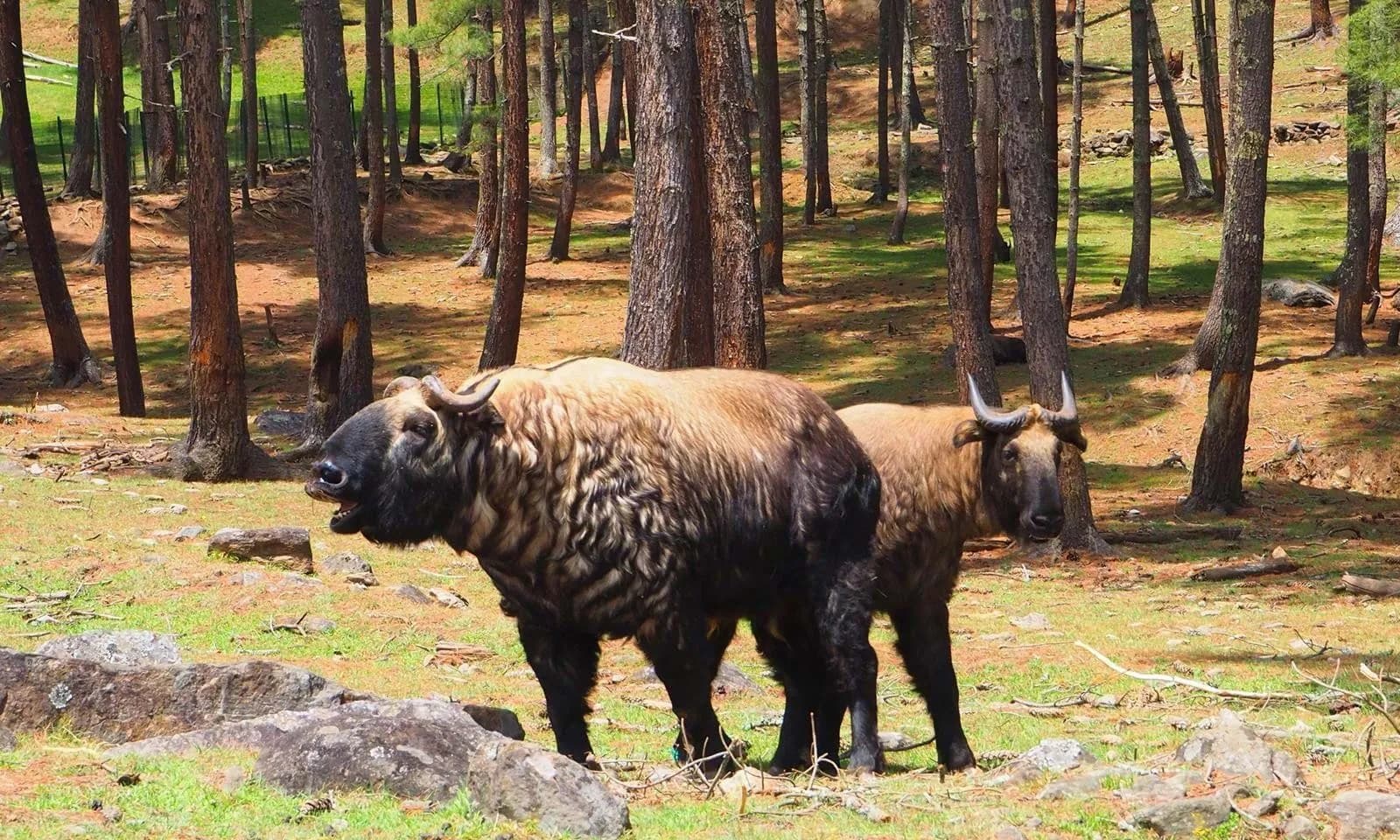 Two takins, Bhutan's national animal, at the Motithang Takin Preserve