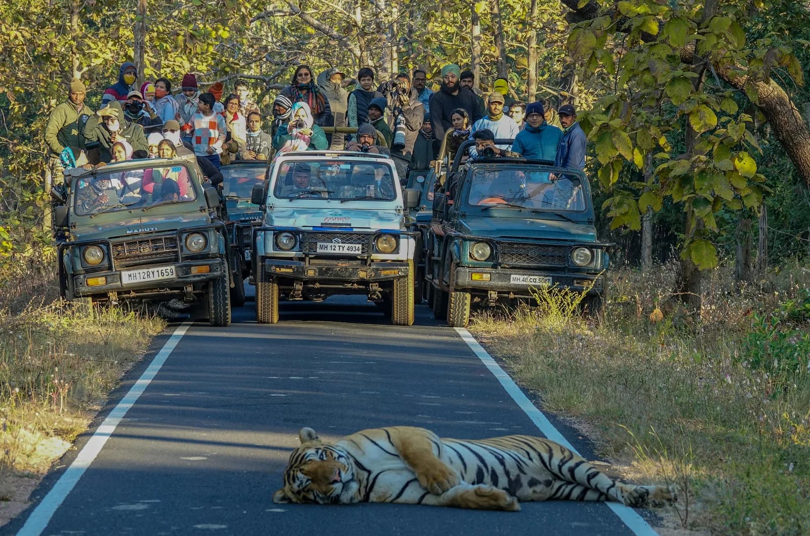 A Bengal tiger resting on a safari track surrounded by jeeps