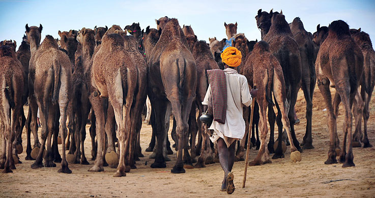 pushkar camel