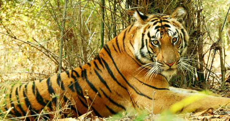 tiger in bandhavgarh