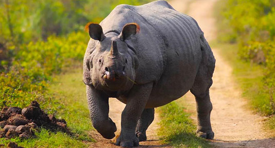assam rhino