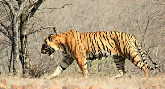 ranthabmor with Rajasthan Wildlife Tour