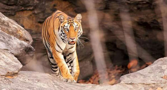ranthambhore tiger