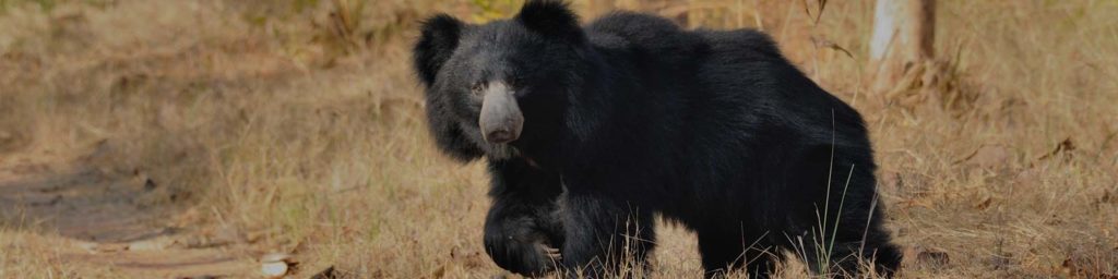 Bear in kanha national park