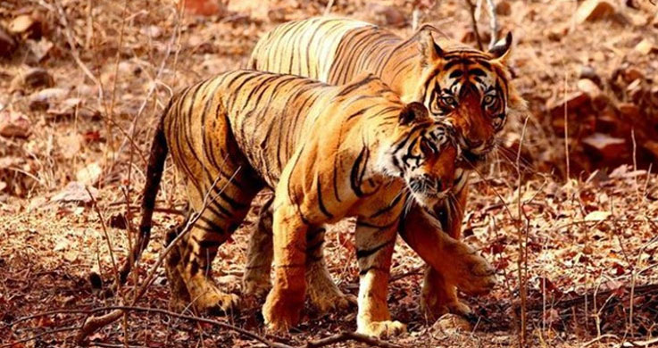 Tiger in Ranthambor