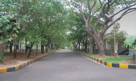 tree lined avenues