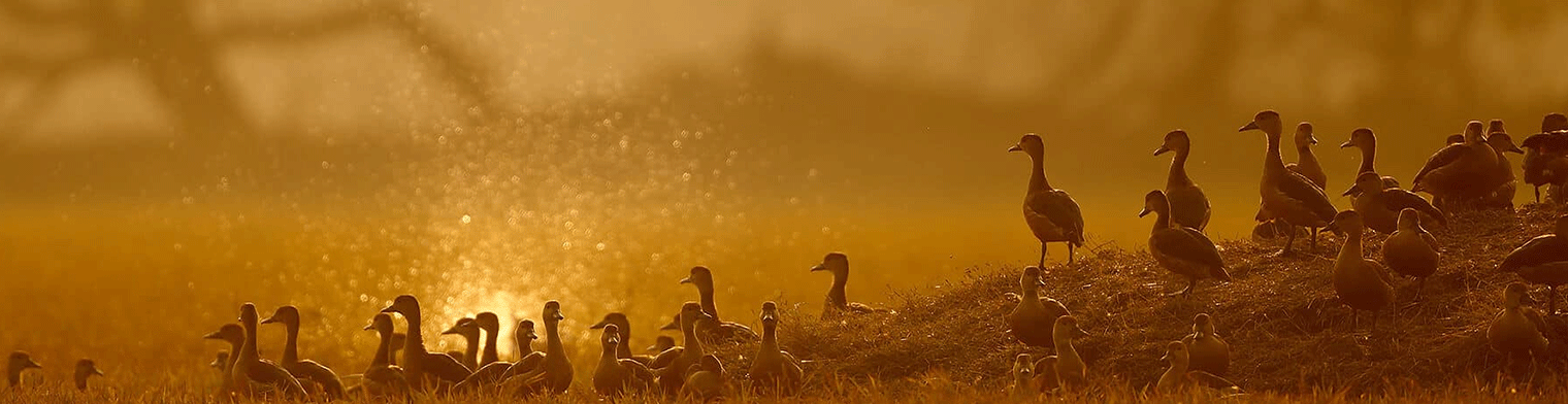 Golden Triangle With Bharatpur Ranthambhore Wildlife